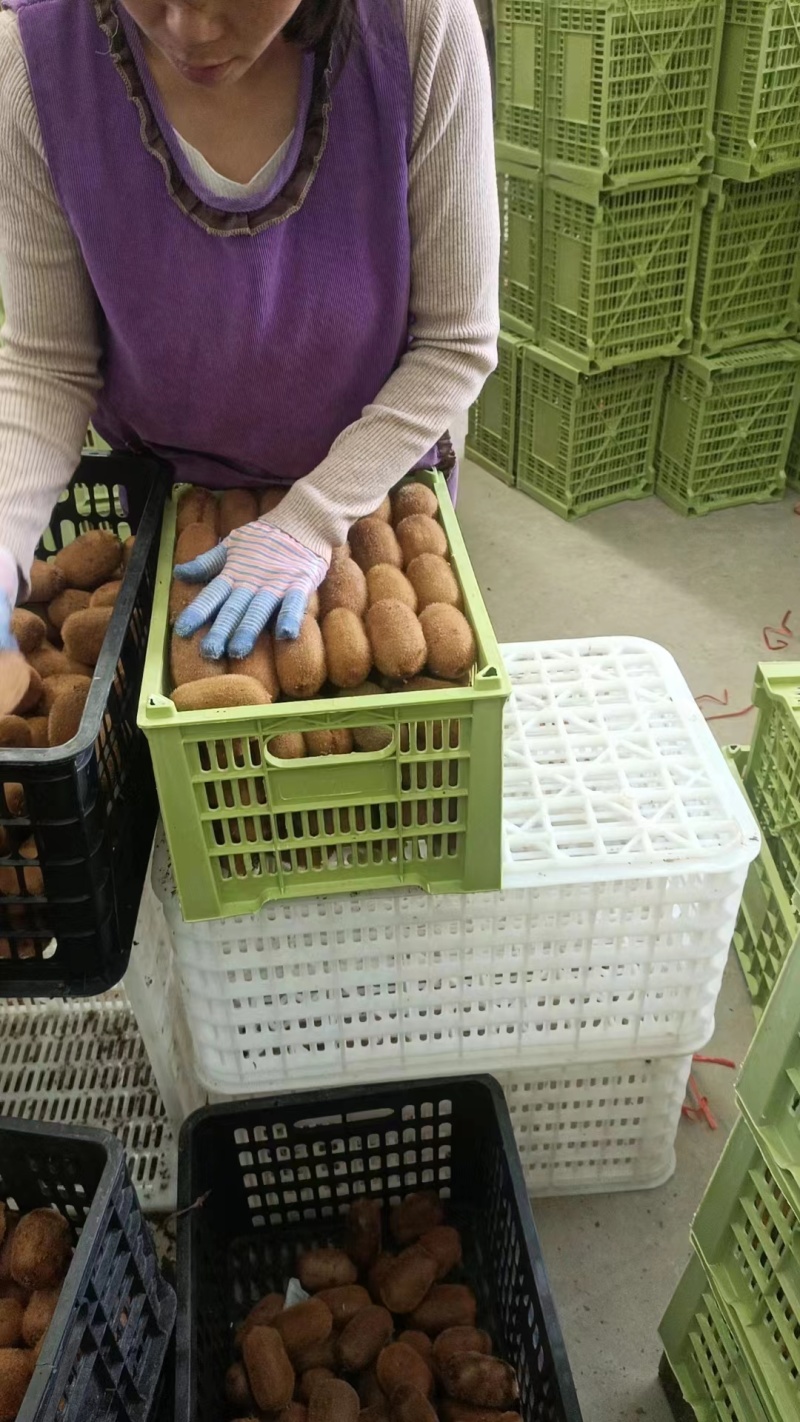 【牛商】优质精品贵长猕猴桃果型好，口感好欢迎致电合作