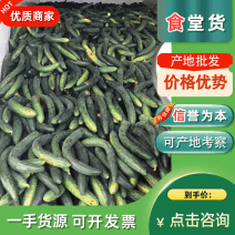 【食堂货】密刺黄瓜电商湛江徐闻青瓜产地直发