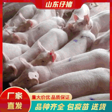 外三元仔猪，猪场出售，支持进厂挑选，品种齐全全国发货
