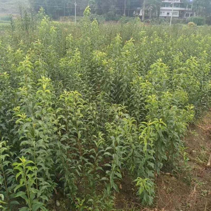 蜂糖李苗贵州蜂糖李苗根系发达成活率高零售批发全国发货