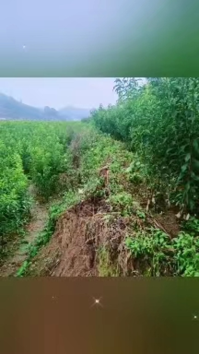 蜂糖李苗贵州蜂糖李苗根系发达成活率高零售批发全国发货