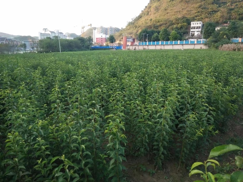 蜂糖李苗贵州蜂糖李苗根系发达成活率高零售批发全国发货