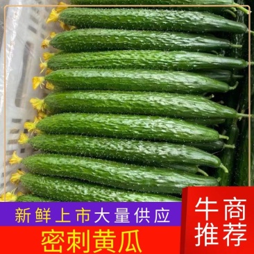 广精品黄瓜，基地可现场看货、视频看货，保障每批货品质。