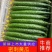 广精品黄瓜，基地可现场看货、视频看货，保障每批货品质。