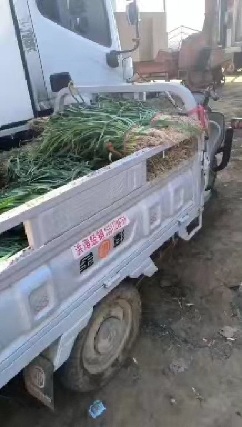 蒜苗大量有货，一手货源基地现摘现发，协助装车打包