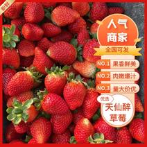 【精品】天仙醉草莓安徽基地发货量大详谈视频