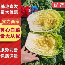 精品白菜山东黄心白菜大量供应无烧边无烂心量大优惠