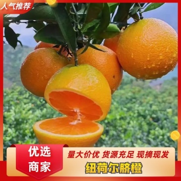 果园采摘一手货源保质保量大量供应一级二级果