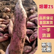 【精品】河北邢台红薯，烟薯25大量上市，产地发货价格优惠