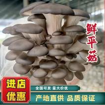 【精品】河北鲜平菇基地，黑平菇产地直发保质保量