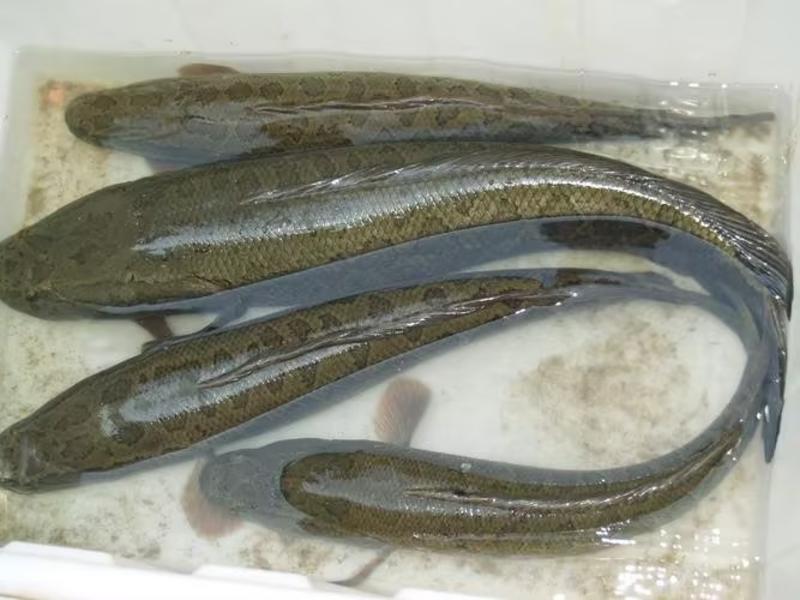 安徽精品黑鱼大量供应，鱼肉鲜美基地直发，欢迎联系看货！