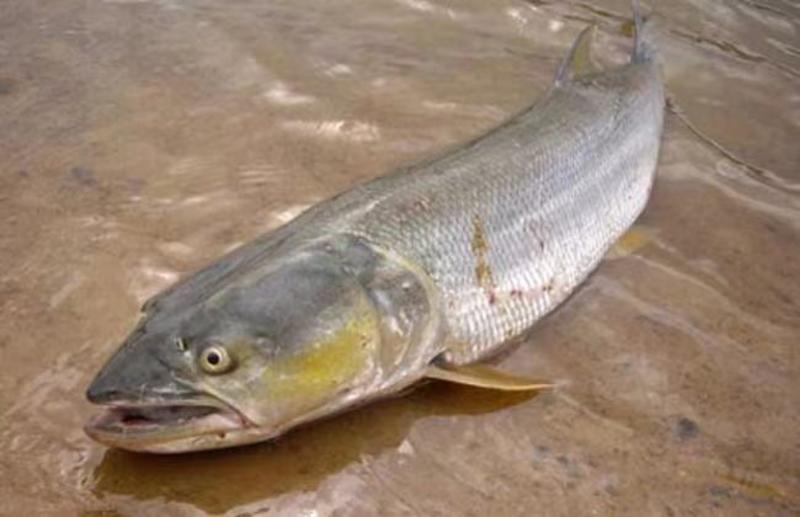 安徽鳡鱼20斤起肉质鲜美基地直发品质保证欢迎来电咨询