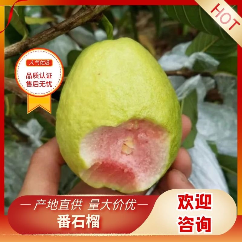 广西红心番石榴西瓜芭乐种植基地个体农场欢迎老板来电
