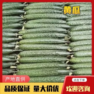 【精品】广东黄瓜，密刺黄瓜，产地直供对接全国，质量保证。