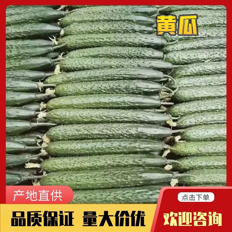 【精品】广东黄瓜，密刺黄瓜，产地直供对接全国，质量保证。
