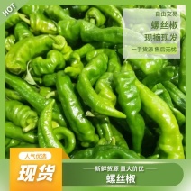 【精品好货】广东徐闻螺丝椒，对接批发，量大从优，欢迎选购