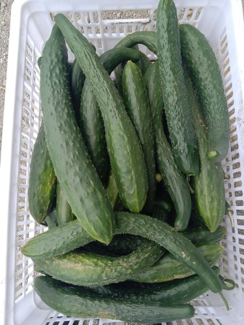 黄瓜湛江密刺黄瓜青瓜现货大量上市货源充足产地直发