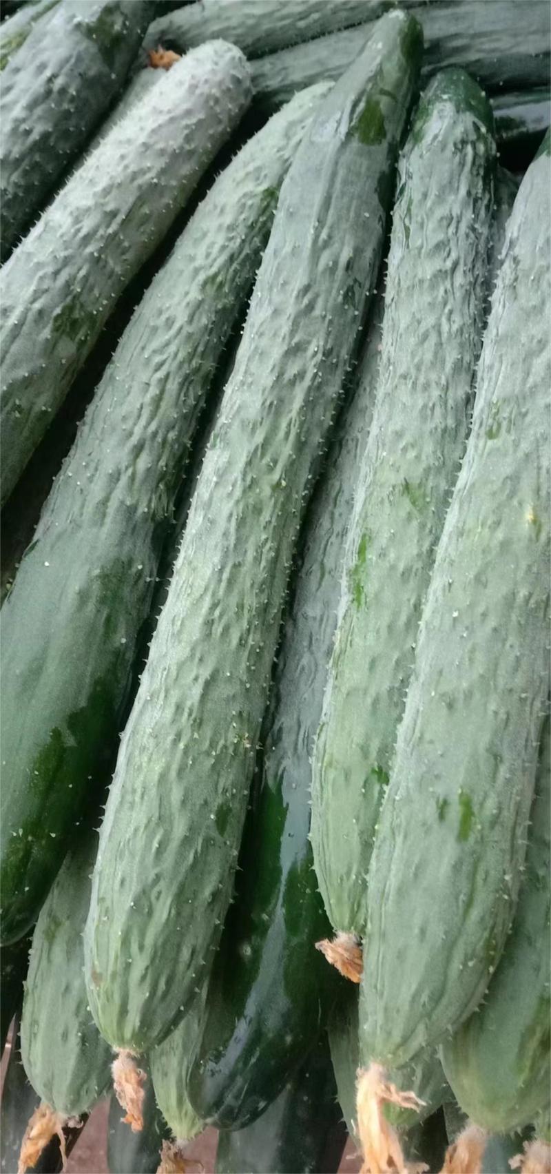 黄瓜湛江密刺黄瓜青瓜现货大量上市货源充足产地直发