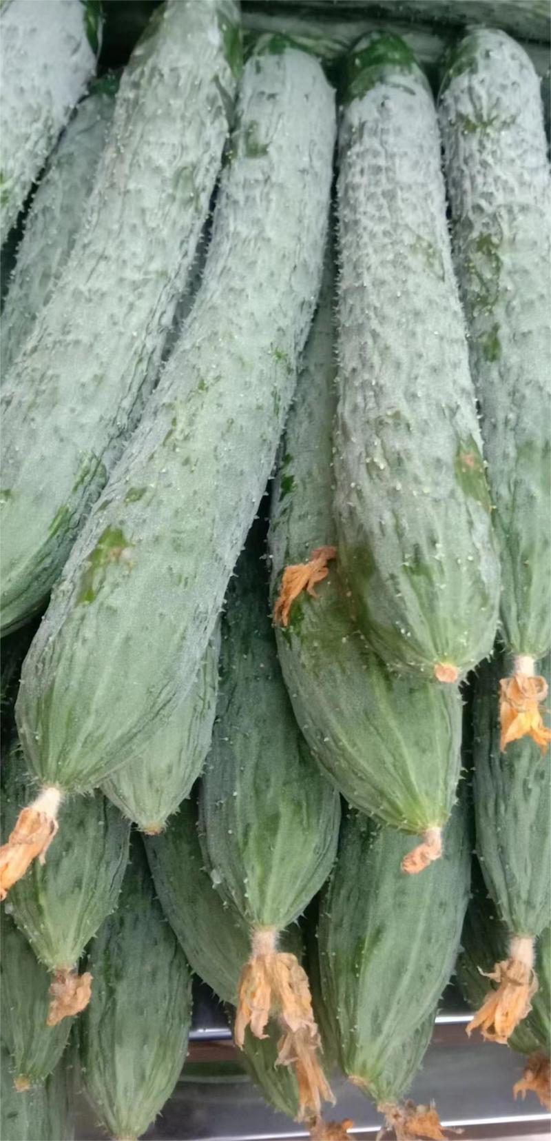 黄瓜湛江密刺黄瓜青瓜现货大量上市货源充足产地直发