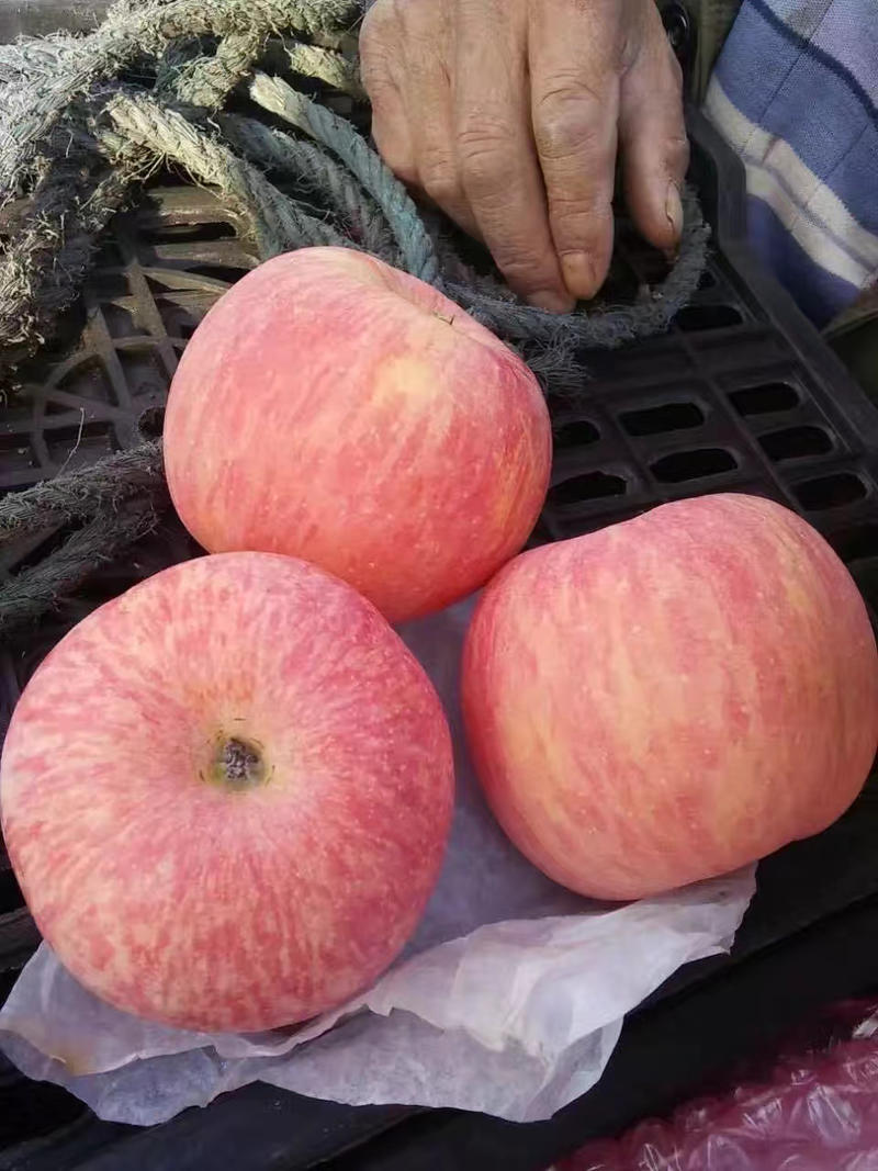 【万亩果园】山西运城临猗坡上冰糖心红富士苹果大量上市中