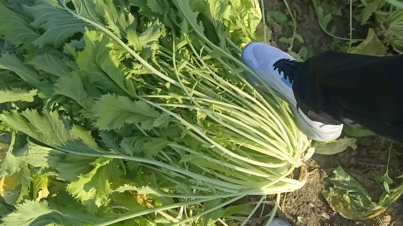 安徽亳州雪里红基地大量上市，新货大叶，小叶，质量保证