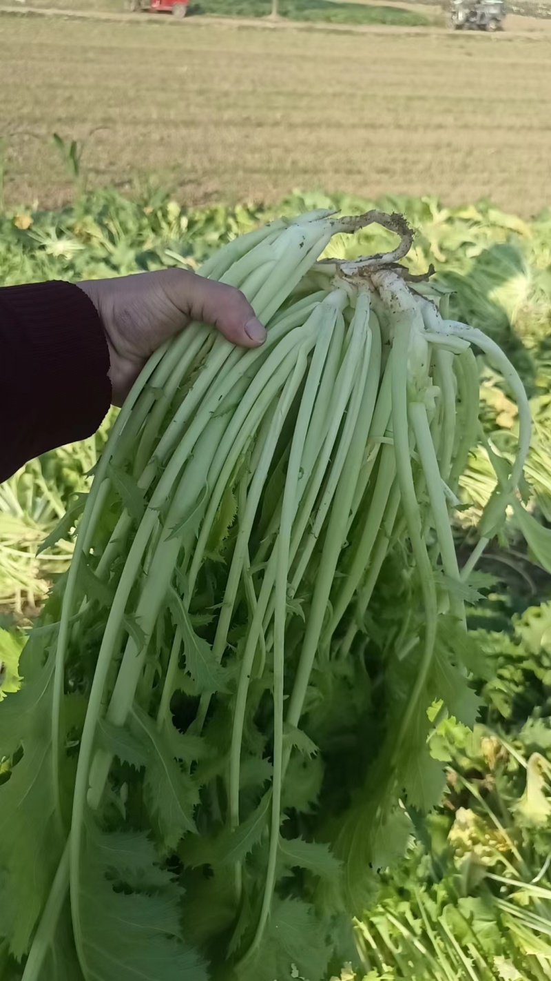 安徽亳州雪里红基地大量上市，新货大叶，小叶，质量保证