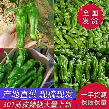 精品鲜301辣椒线椒芜湖椒质量保证，直供全国超市市场