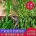 精品鲜301辣椒线椒芜湖椒质量保证，直供全国超市市场