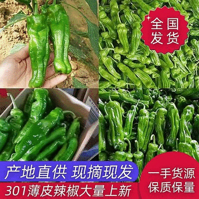 精品鲜301辣椒线椒芜湖椒质量保证，直供全国超市市场