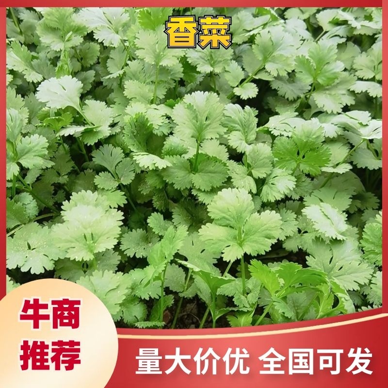 香菜量大从优，产地直发，货源充足，欢迎来电咨询