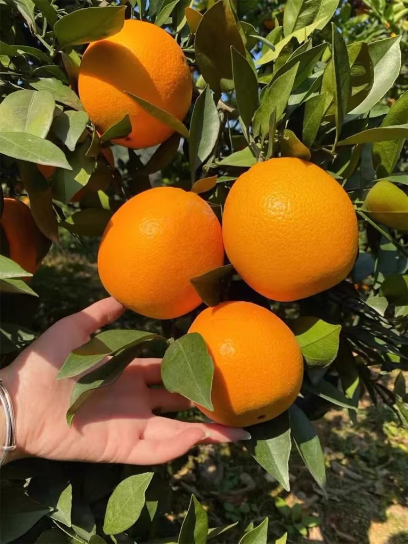 【推荐】麻阳纽荷尔脐橙，种植产地，价格稳定，常年供货全国