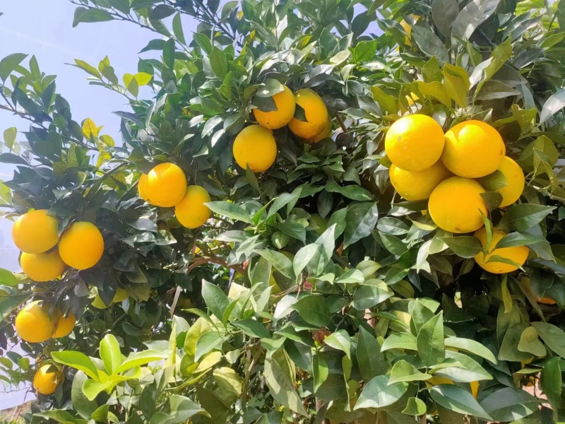 【推荐】麻阳纽荷尔脐橙，种植产地，价格稳定，常年供货全国