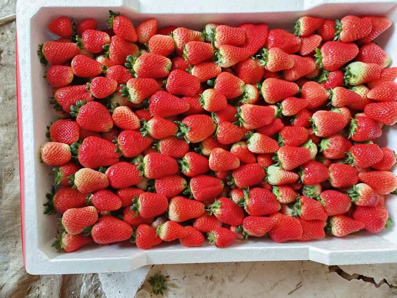 精品天仙醉草莓，口感香甜，大量供应，一手货源，产地直供