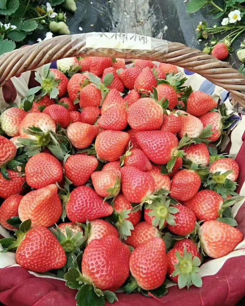 精品天仙醉草莓，口感香甜，大量供应，一手货源，产地直供
