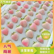 山东淡雪草莓现摘现发品质保证大棚种植量大欢迎咨询
