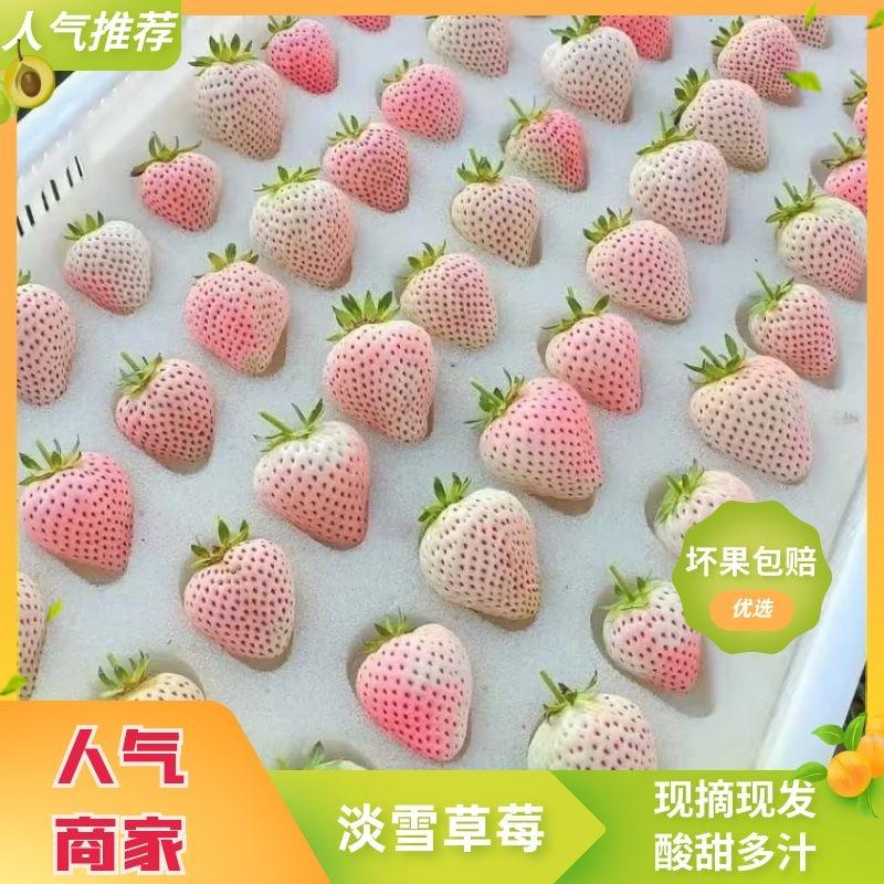 山东淡雪草莓现摘现发品质保证大棚种植量大优惠欢迎咨询