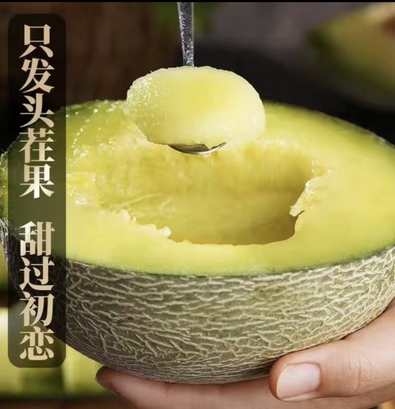 海南网纹哈密瓜大量供应代发全国诚信经营欢迎来电