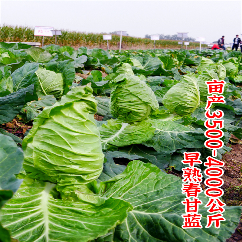 牛心甘蓝种子春丰826甘蓝种子中早熟耐低温大牛心型