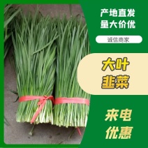 湛江徐闻县沙土大叶韭菜，量大质优，常年供应全国发货。