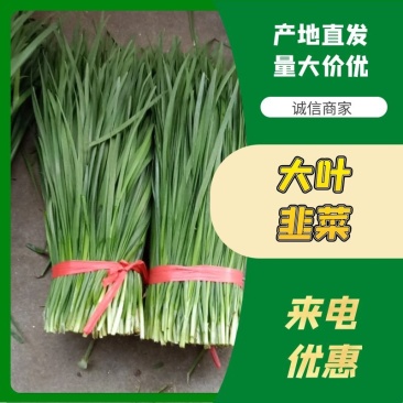 大叶韭菜】湛江徐闻黑红沙土种植常年供应质量保证欢迎来采购