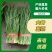 大叶韭菜】湛江徐闻黑红沙土种植常年供应质量保证欢迎来采购