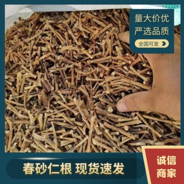 春砂仁根干货，无硫，产地直发，品质保证，欢迎电商合作洽谈