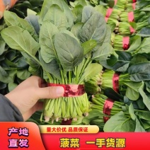 河北精品菠菜，产地直发，品质保证，全国发货