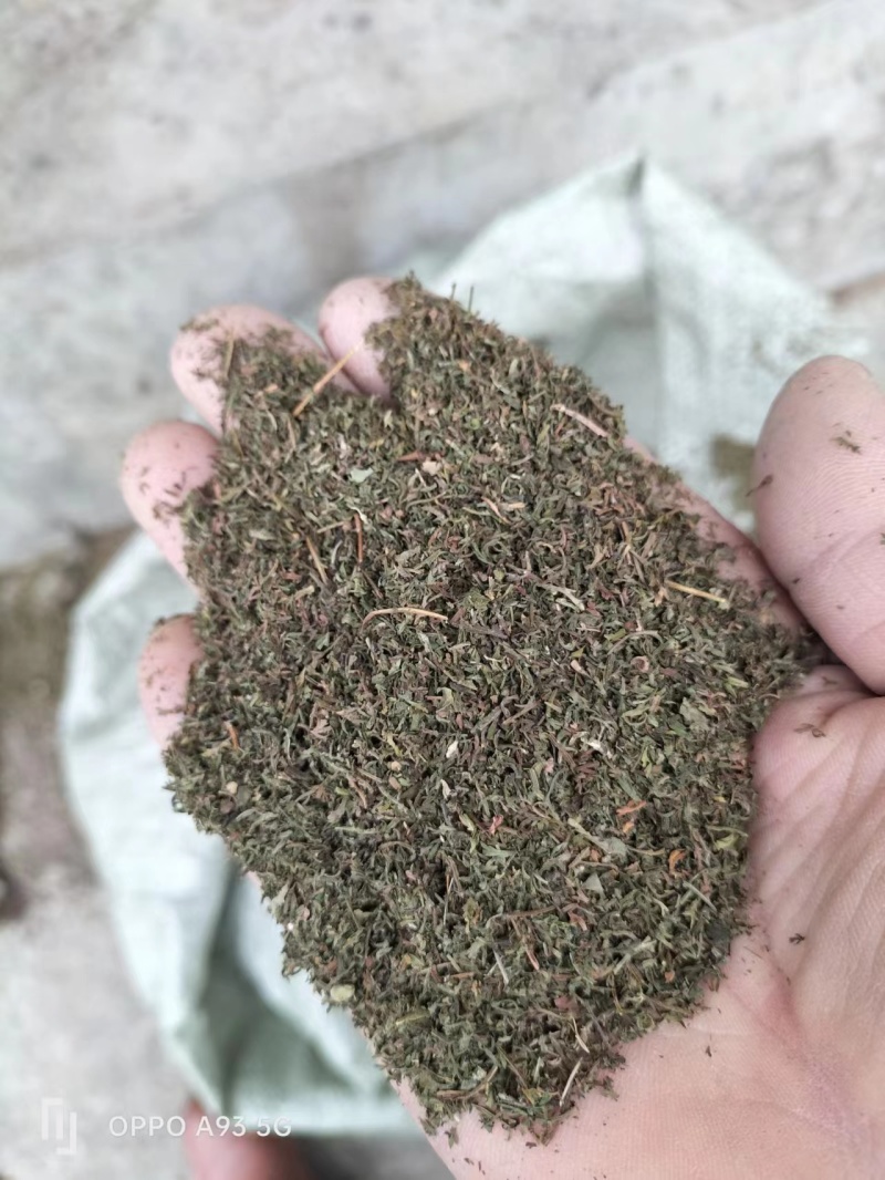 青蒿中药材批发野生无添加量大优惠欢迎咨询采购