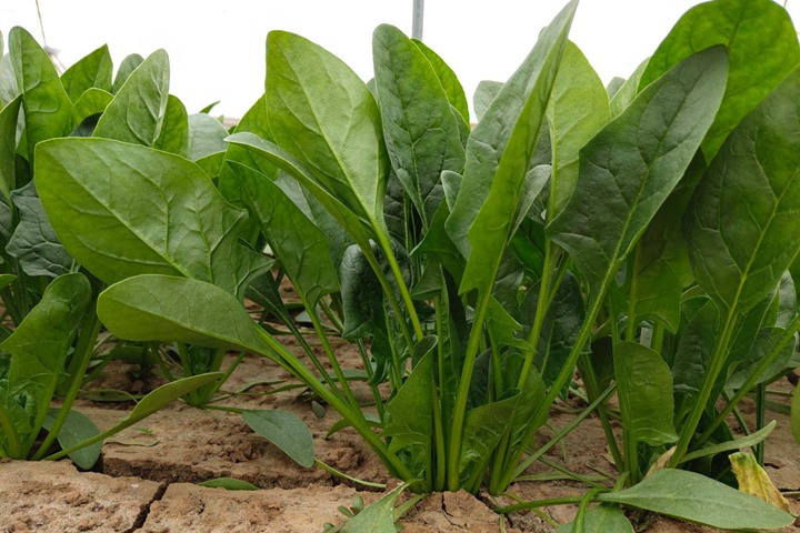 碧玉菠菜绿与粉绿外观对比图