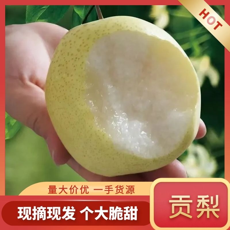【山西酥梨】吕梁酥梨/精选酥梨/电商团购一件批发价大甩卖