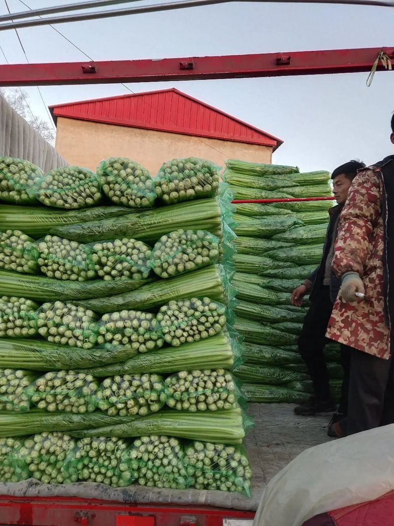 河北邯郸精品芹菜大量上市货源稳定欢迎全国客户订购