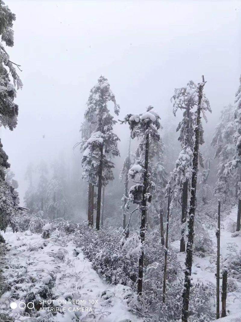 干牛粪，发酵黄牛粪，发酵腐熟后破碎过筛，可散装可袋装