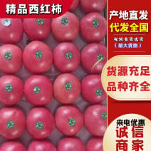 米易硬粉西红柿支持代办代发商超市场欢迎下单合作