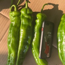 河南夏邑精品泡椒301辣椒大量上市欢迎来电咨询